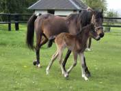 Vente de foal poney