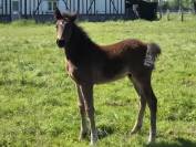 Vente de foal poney