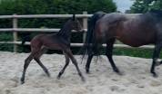 Poulain 2026 par Contendro 