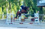 Poulain 2026 par Contendro 