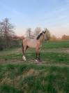 Federico PRE PP 2 ans 