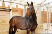 Outstanding young dressage mare 