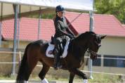 Outstanding young dressage mare 