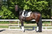 Outstanding young dressage mare 