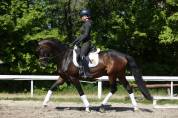 Outstanding young dressage mare 