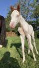 Pouliche paint horse