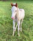 Pouliche paint horse