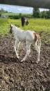 Pouliche paint horse