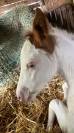 Pouliche paint horse