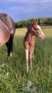 POULAIN PAINT HORSE