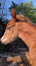 POULAIN PAINT HORSE