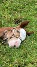 POULAIN PAINT HORSE