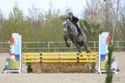 HONGRE 4 ans, super potentiel AMATEUR