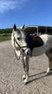 poney C &agrave; vendre