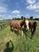 Entier Paint Horse A vendre 2024 Alezan