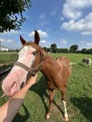 Entier Paint Horse A vendre 2024 Alezan