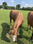 Entier Paint Horse A vendre 2024 Alezan