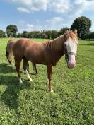 Entier Paint Horse A vendre 2024 Alezan