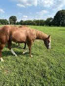 Entier Paint Horse A vendre 2024 Alezan