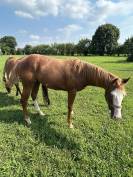 Entier Paint Horse A vendre 2024 Alezan