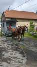 Service civique groom de roulotte et animateur.trice na