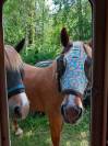 Service civique groom de roulotte et animateur.trice na