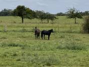 Cheval id&eacute;al centre bpjeps 