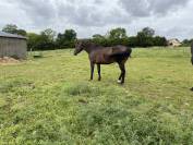 Cheval id&eacute;al centre bpjeps 