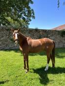 Criollo 15 ans 155