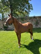 Criollo 15 ans 155