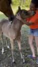 Pouliche isabelle Welsh part bred