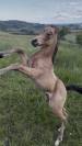 Pouliche isabelle Welsh part bred