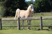 Hongre Haflinger de 8 ans