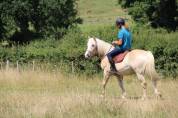 Hongre Haflinger de 8 ans
