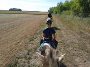 Hongre Haflinger de 8 ans