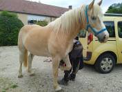 Hongre Haflinger de 8 ans