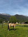 Ponette de loisir &Agrave; VENDRE 