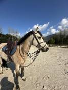 Ponette de loisir &Agrave; VENDRE 