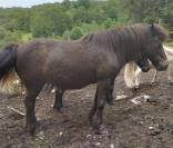 Vend poney 115 CMS ONC pour compagnie