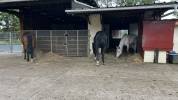 Pension de chevaux du chateaux 76279 Neuville-Ferri&egrave;res