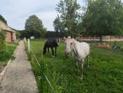 Pension de chevaux du chateaux 76279 Neuville-Ferri&egrave;res