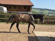 Pouliche 2025 Caribis Z X Fidji du Fleury 