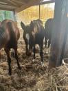 &Agrave; vendre poulain de 2 ans