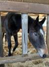 &Agrave; vendre poulain de 2 ans