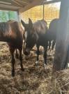 &Agrave; vendre poulain de 2 ans