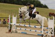 Poney de sport Connemara