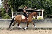 Lusitanien hongre 5 ans 