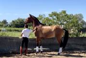 Lusitanien hongre 5 ans 