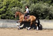 Lusitanien hongre 5 ans 