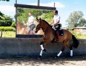 Lusitanien hongre 5 ans 
